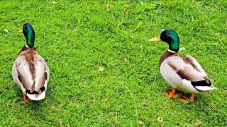 Duck Sound  Duck Quack Sound Effect  Duck Sound Effect  Wild Duck Sound [upl. by Sihtam541]