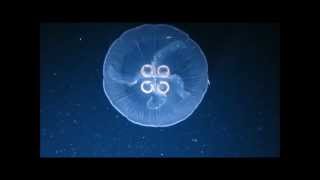 Moon Jellies Swimming [upl. by Aryahay]