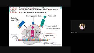 Structure and Functions of rRNA [upl. by Auqenet]