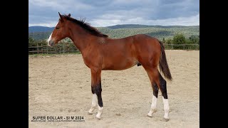 SUPER DOLLAR MILLION DOLLAR x CORNET OBOLENSKY  2024 colt [upl. by Yrgoerg]