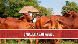 Mejoramiento Genetico de la Raza Brahman  TvAgro por Juan Gonzalo Angel Restrepo [upl. by Sacram]