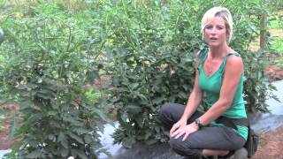 Pruning and Staking Tomatoes  Perfect Techniques [upl. by Zebadiah978]