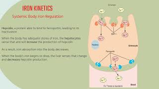 ASCP  MLS  MLT  Hematology  Iron Kinetics and Laboratory Assessment [upl. by Refinaj]