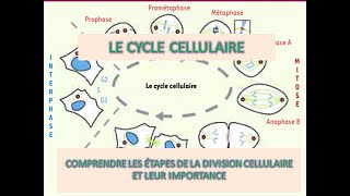 Le cycle cellulaire [upl. by Leonid255]