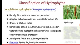 Morphological and Anatomical Features in Hydrophyte Dr Prachi Kshirsagar [upl. by Hasan]