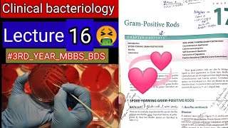 Special Bacteriology lectures3 Gram positive RODS Bacillus clostridum cornybacterium listeria [upl. by Akehsyt]