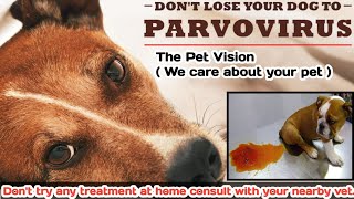 parvo dog virus  symptoms amp causes  what is parvo   by THE PET VISION SAHIL VET [upl. by Bikales]