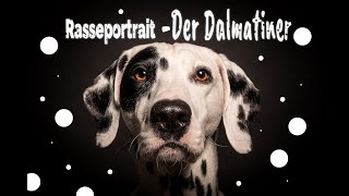 Der Dalmatiner im Rasseportrait I Der sportliche Familienhund [upl. by Atinaj]