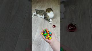 Funny Cat Barsik 🌈💎 Reverse Video reversevideo funny marblerunandmore cat [upl. by Shields752]