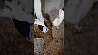 Indian Fantail Pigeon attitude pigeonbreed like share subscribe birds [upl. by Pacifa]