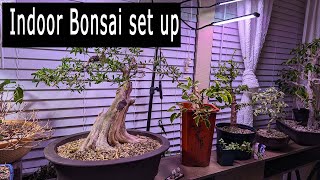 My Indoor Bonsai set up [upl. by Oilalue]