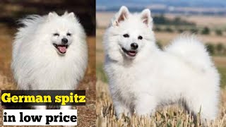 Cute german spitz dog available for sale in affordable price [upl. by Arama]