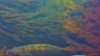 Closeup Underwater video of Large Walleye on The Clinch River TN Tailwater [upl. by Elvah]