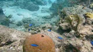 Looe Key Reef dive video Florida Keys [upl. by Keil]