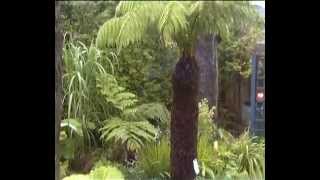 Dicksonia Antarctica and Cyathea Cooperi fernery [upl. by Gamages239]