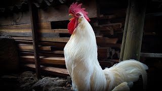 White Leghorn rooster crowing in the morning  Rooster Sound [upl. by Ielarol]