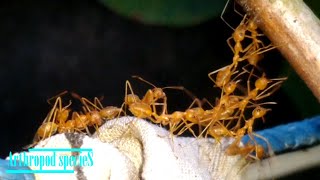 Insect Species  Asian Weaver ants  The bridge [upl. by Alrahs]