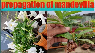 How To Propagate Mandevilla Plant [upl. by Behnken180]