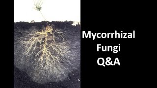 Do You Need to Buy or Gather Mycorrhizal Fungi [upl. by Theola488]