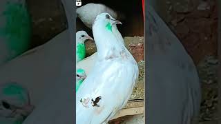 khun duliya jo sada viralvideo pigeon kabootar [upl. by Inva]