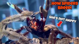 How do Tarantulas breed P Irminia breeding 🤯😱 [upl. by Croteau242]