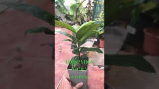 Diospyros Nigra  Choco Pudding Fruit seedling garden blacksapote seedling fruit tree plants [upl. by Bowman]