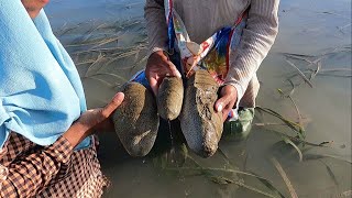 Berburu teripang pasir di air dangkal Holothuria scabra  Bameti [upl. by Otanod]