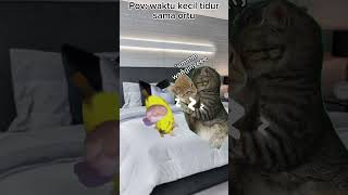 Pura pura ga tau apa apa jir 😹memekucing kucingtiktok kucinglucu kucing fyp [upl. by Londoner]