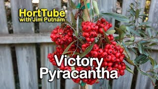 Victory Pyracantha  Home Landscaping [upl. by Osbourne]