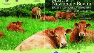 Mostra Nazionale Bovini Charolaise e Limousine Ozieri 2013 [upl. by Curnin]