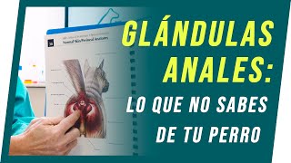 GLÁNDULAS ANALES Lo que no sabes de tu perro  Veterinos [upl. by Elsworth]