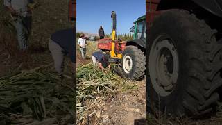 Yaptığı İş Çok Tehlikeli⚠️tractor traktör farming [upl. by Malcom568]