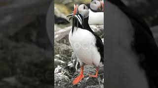 Puffin bird fact youtubeshorts bird [upl. by Nicholas]