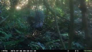 Male Alberts Lyrebird displaying and singing territorial song [upl. by Astrix]