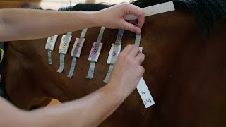 UF veterinarians and scientists study causes possible treatments for equine anhidrosis [upl. by Noteloc]