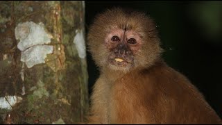 ShockHeaded Capuchin—Named For Its Thick Unkempt Do [upl. by Mirella]