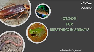 Organs for breathing in Animals  Respiration in Organisms Respiration 7th Class Science Grade 7 [upl. by Anerehs]