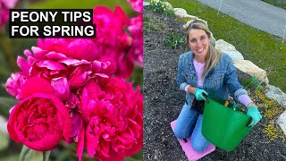 Spring Peony Care Tips to Help Your Peonies Thrive 🌸 [upl. by Brenn542]