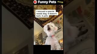 Funny Pets Ep 128 shorts [upl. by Clair]