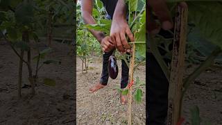 Harvest Round eggplant brinjal organicfarming rurallife farming  shorts youtubevideo [upl. by Pena]