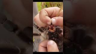 Niño Agarra una Tarantula como si Nada shortvideo shorts short shortsvideo [upl. by Eiuqnom888]