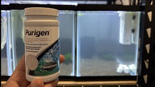 Using Seachem Purigen to clear up a cloudy tank [upl. by Inge]