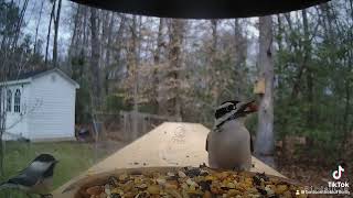 Downy Woodpecker Visits The Bird Shelf [upl. by Hodge400]