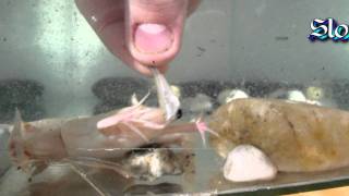 Xenopus laevis feeding [upl. by Yssej]