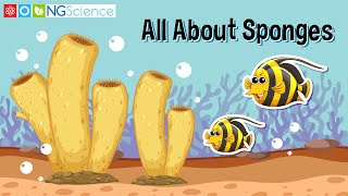 All About Sponges [upl. by Lleneg]