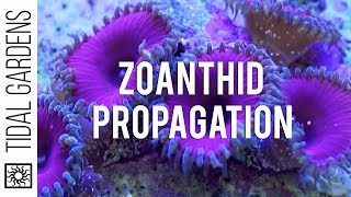 Zoanthid and Palythoa Coral Propagation [upl. by Jenesia476]