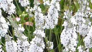 White Lavender  Lavandula angustifolia  Lofnarblóm  Garðplöntur  Sumarblóm [upl. by Piper]