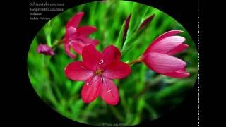 Schizostylis coccinea  De la famille des Iridaceae [upl. by Sllew]