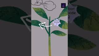 Photosynthesis animation  biology nature plant physiology [upl. by Dagall]