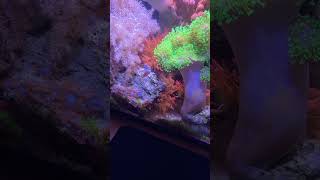 Reef Tank 10 GALLON NANO REEF UPDATE reeftank nanoreef [upl. by Trisa]